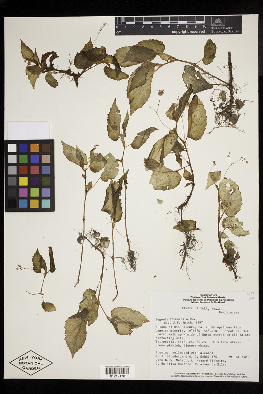 B. prieurii